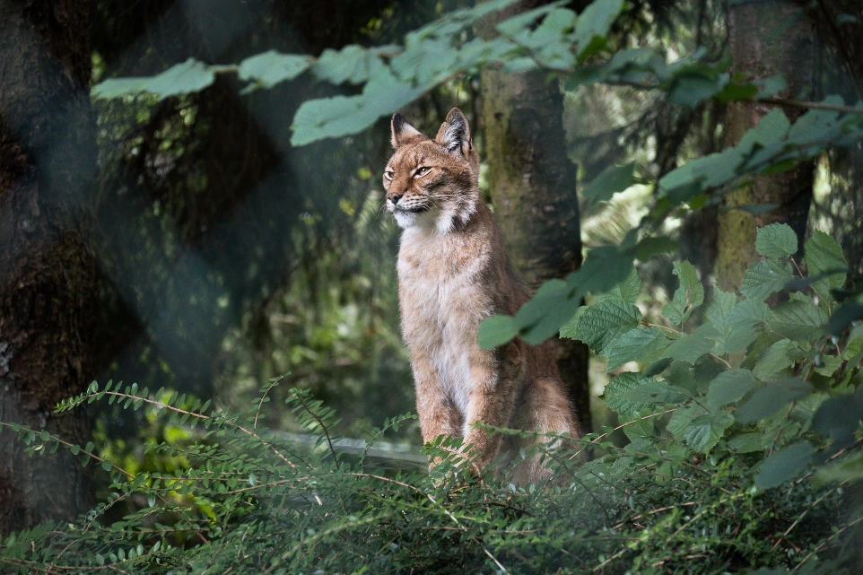 Photographie animaux en forêt - PawsOnTrack