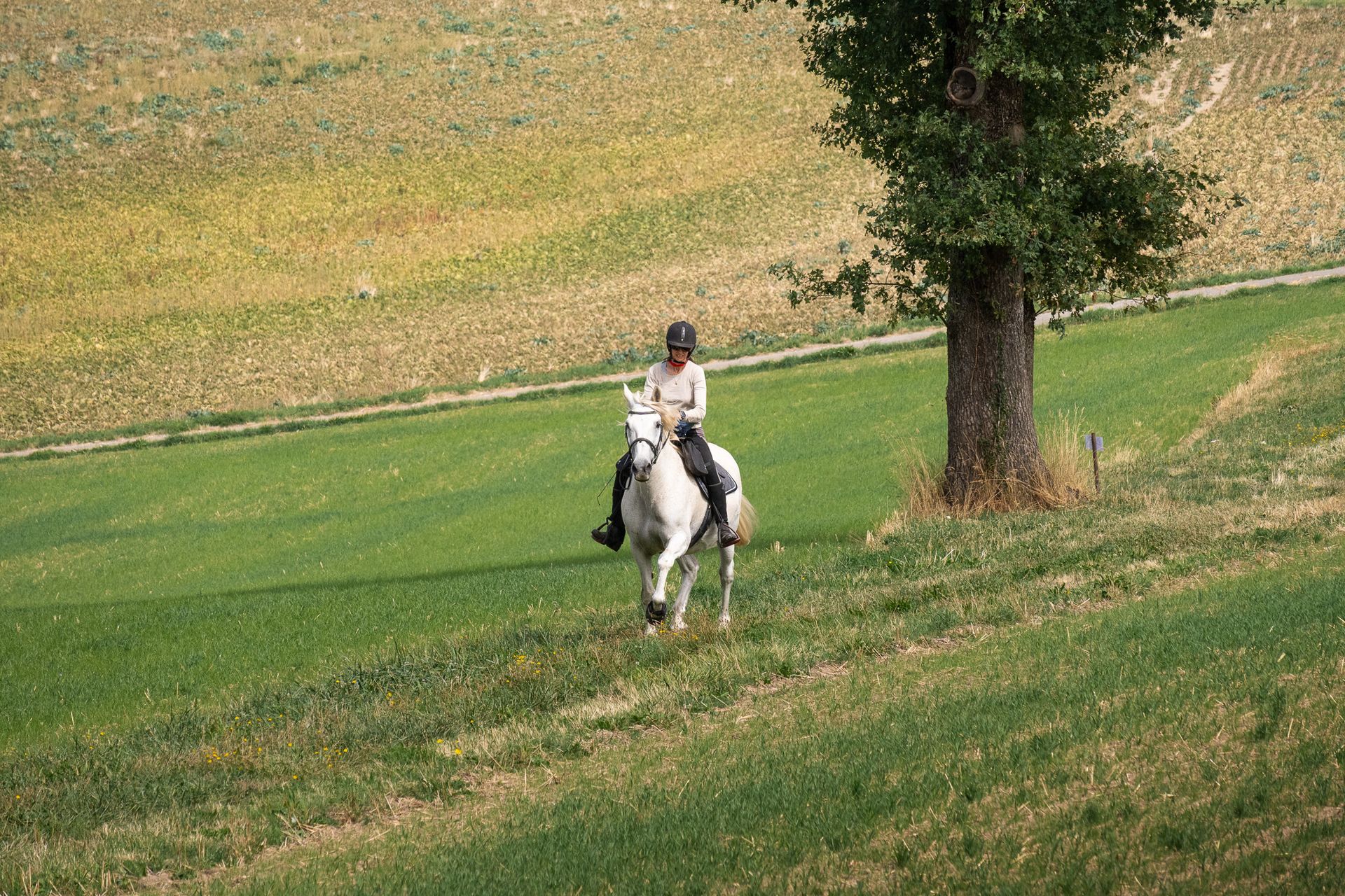 Horsestrail Combremont du 5 septembre 2026 — photo 127 du reportage PawsOnTrack